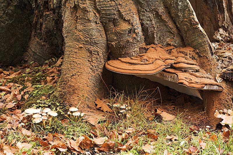 01ED0084 Ganoderma applanatum Copyright Mike Read.jpg - Artist's fungus Ganoderma applanatum and Sulphur tuft Hypholoma fasciculare growing on rotting Beech stump